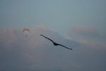 Zeearend en paraglider, Hindekamp